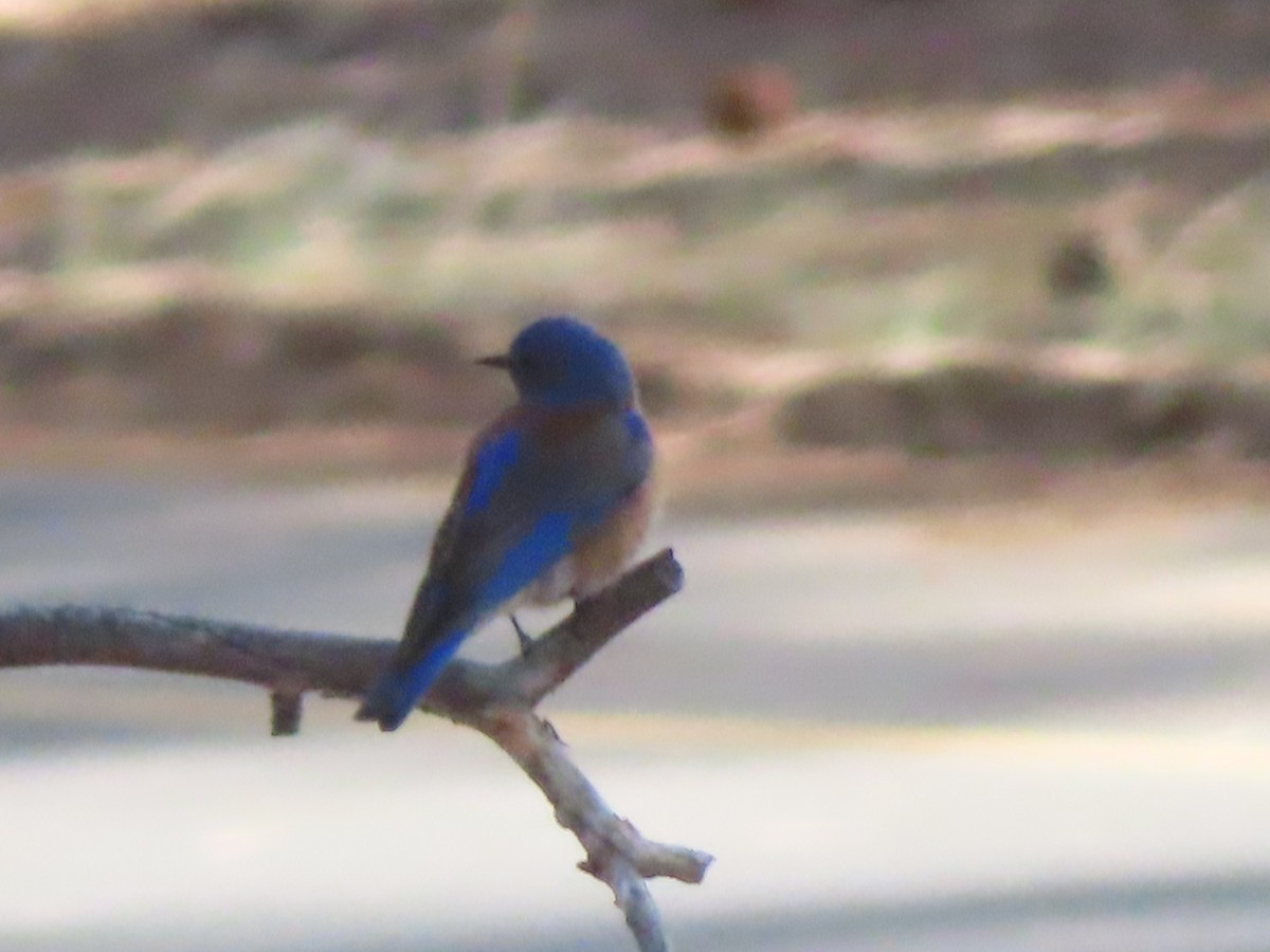 Western Bluebird - Ursula  Mitra