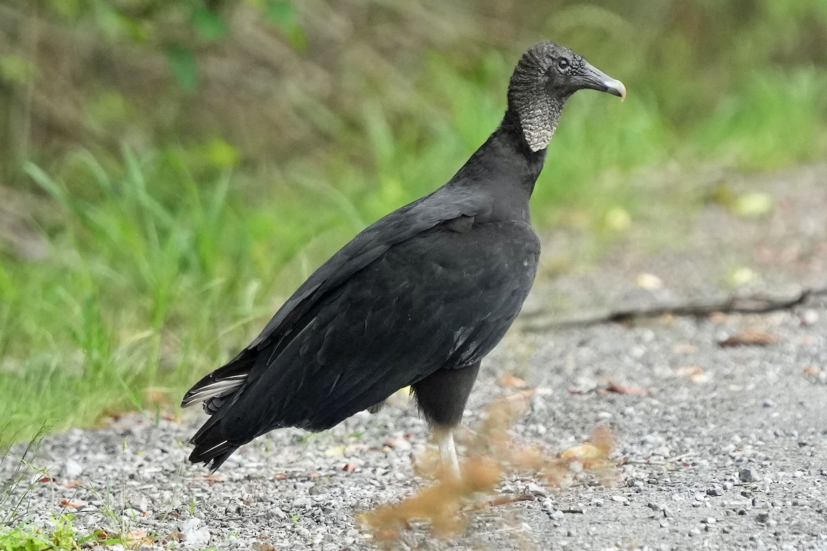 Black Vulture - Robert Goss