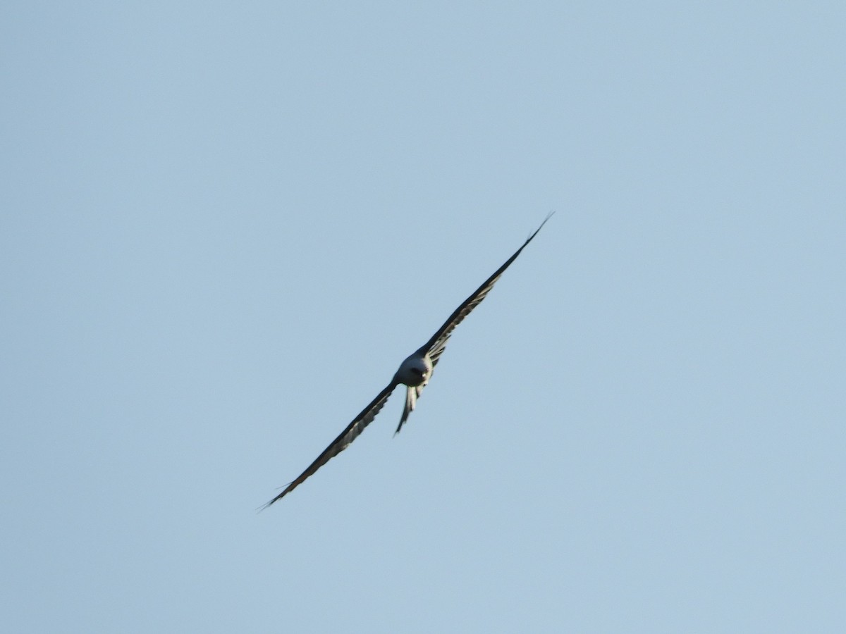 Mississippi Kite - Rex Graham