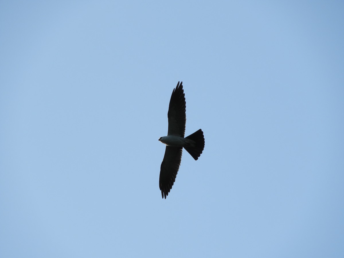 Mississippi Kite - Rex Graham