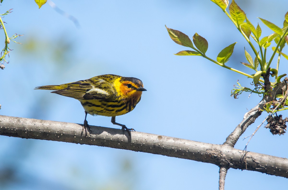 Cape May Warbler - Laurent Bédard