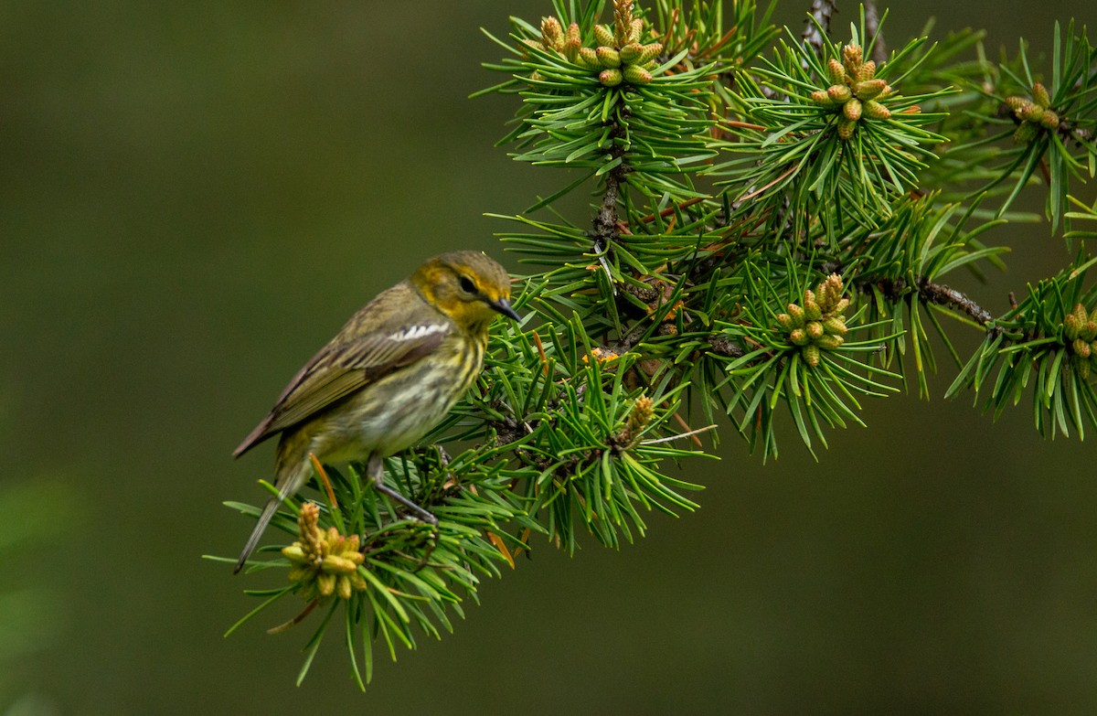 Cape May Warbler - Laurent Bédard