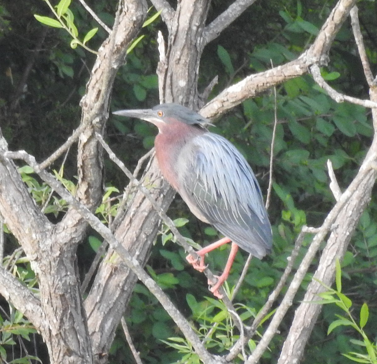 Green Heron - Ed Escalante