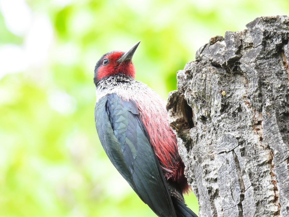 Lewis's Woodpecker - Pam Hawkes