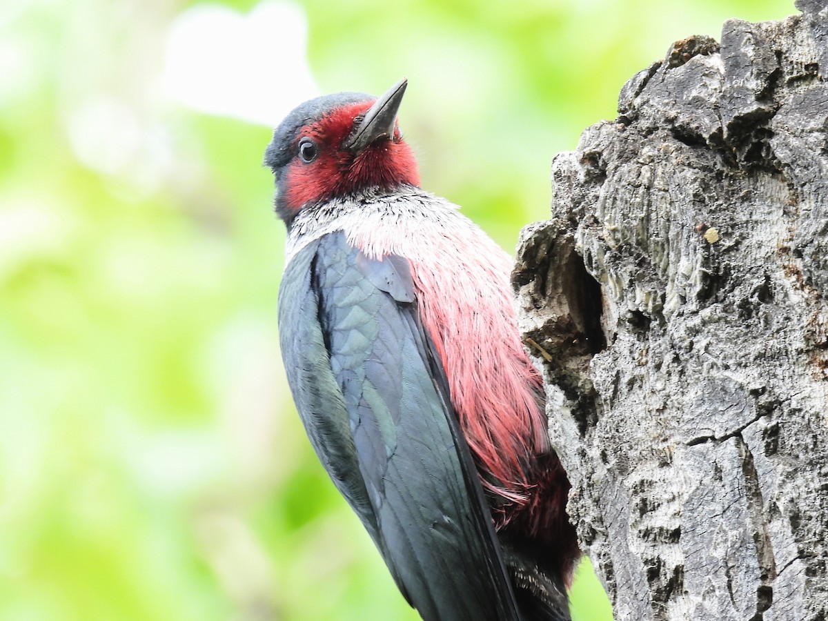 Lewis's Woodpecker - Pam Hawkes