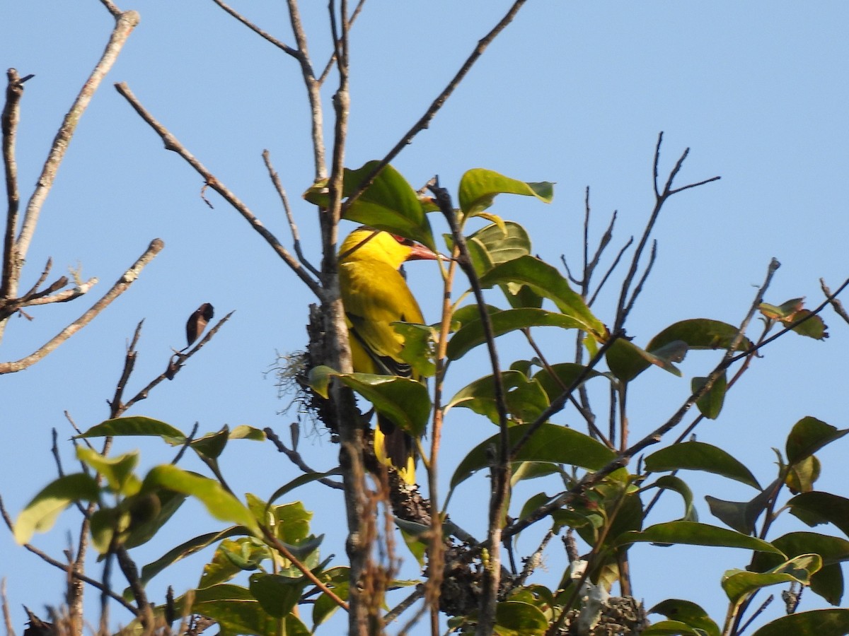 Slender-billed Oriole - ML619654594