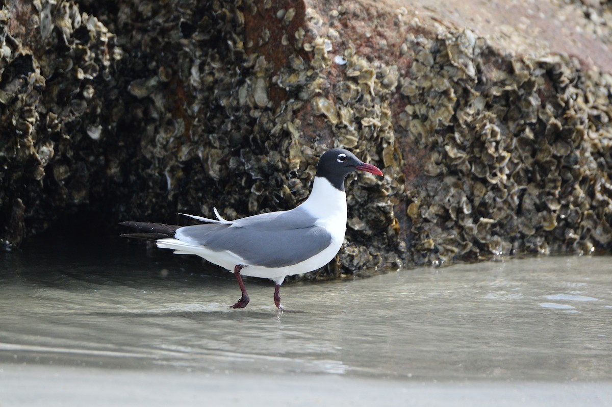 Laughing Gull - Jackson and Jasmin Woodall