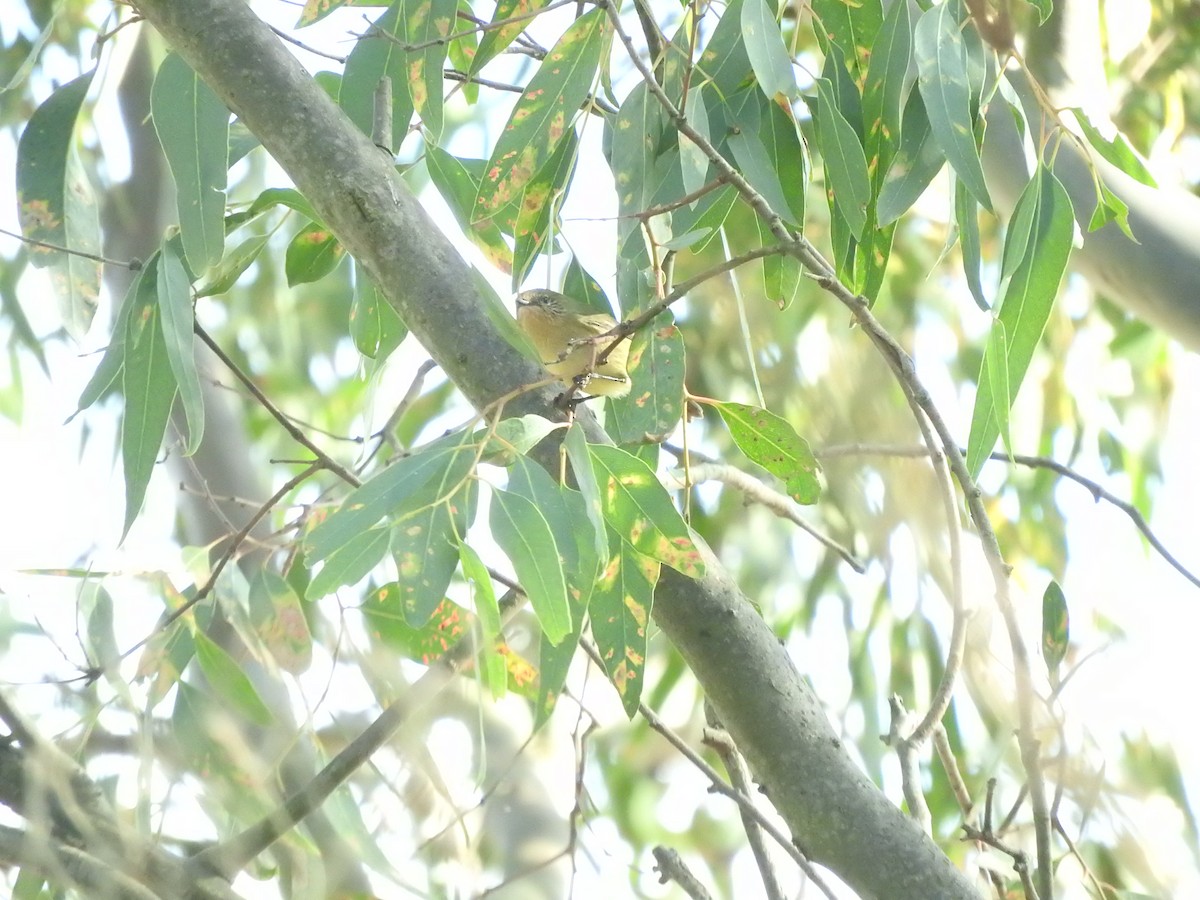 Yellow Thornbill - ML619654604