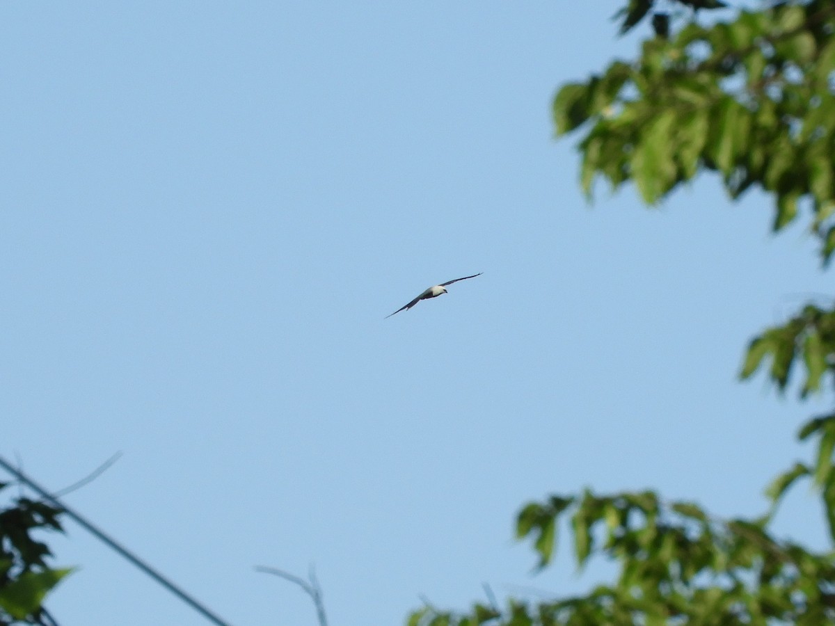 Mississippi Kite - Rex Graham