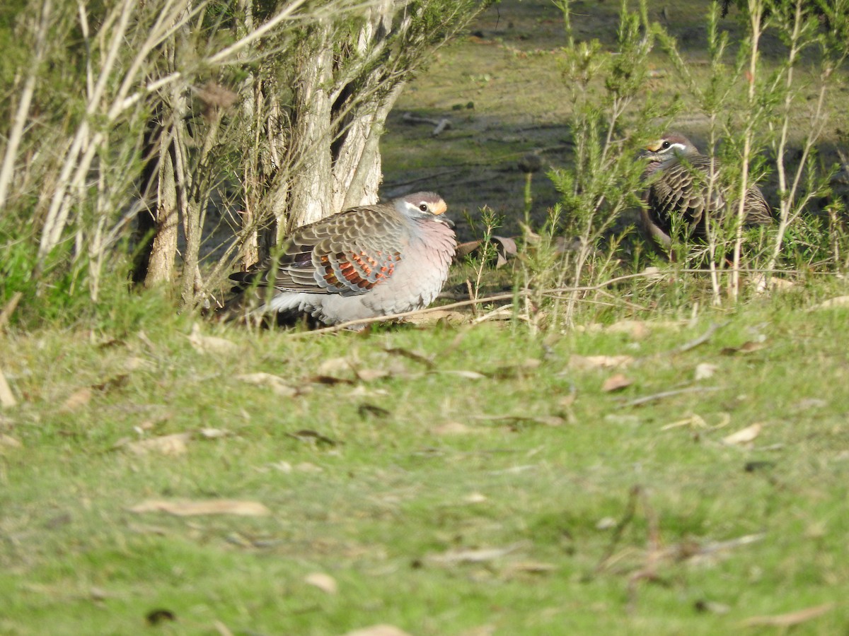 Common Bronzewing - Archer Callaway