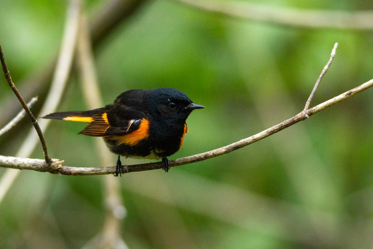 American Redstart - Laurent Bédard