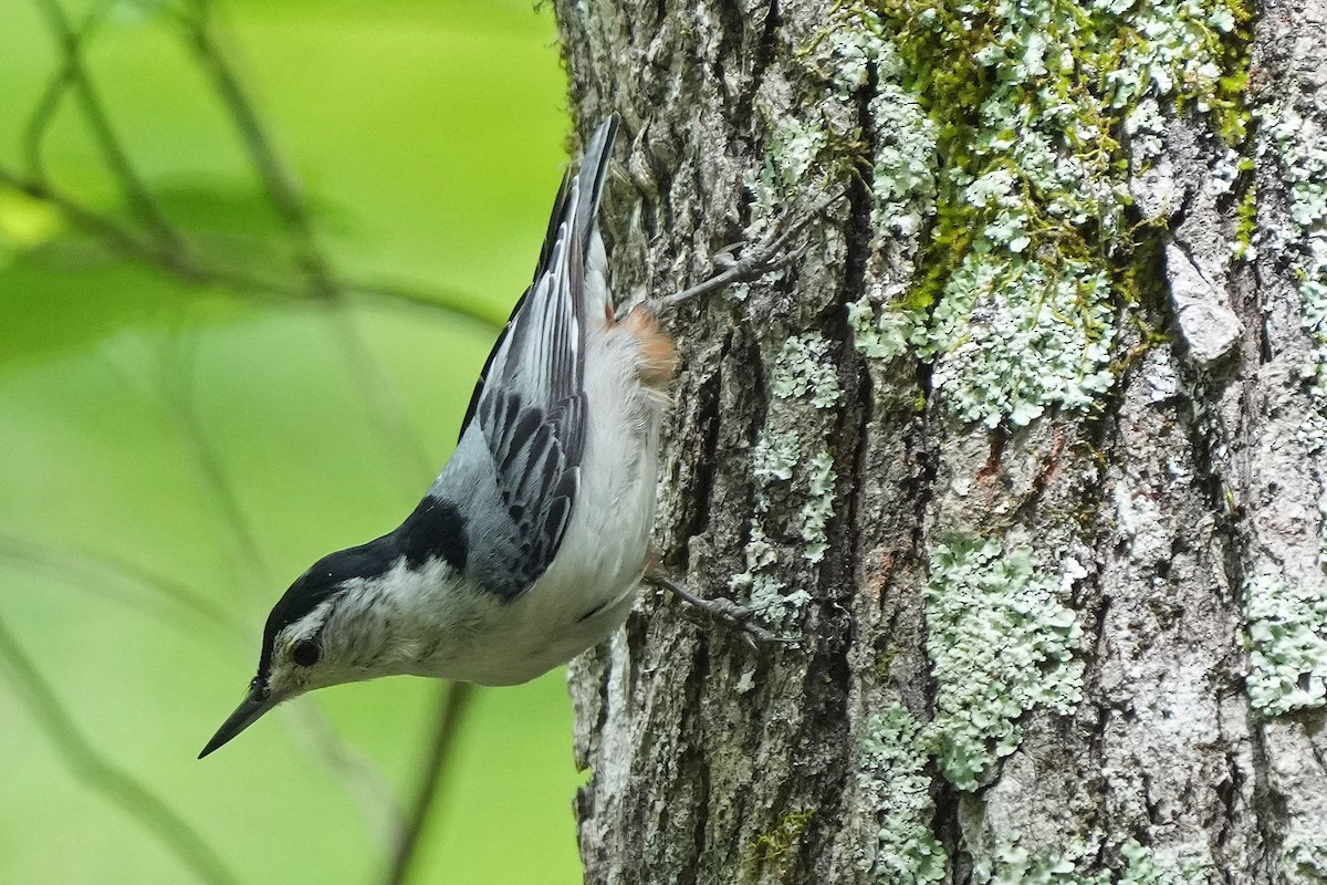 Trepador Pechiblanco (carolinensis) - ML619654620