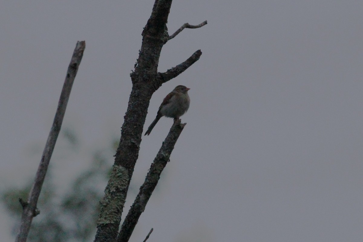 Field Sparrow - ML619654622