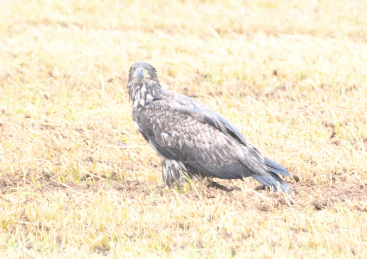 Bald Eagle - Peter Olsoy