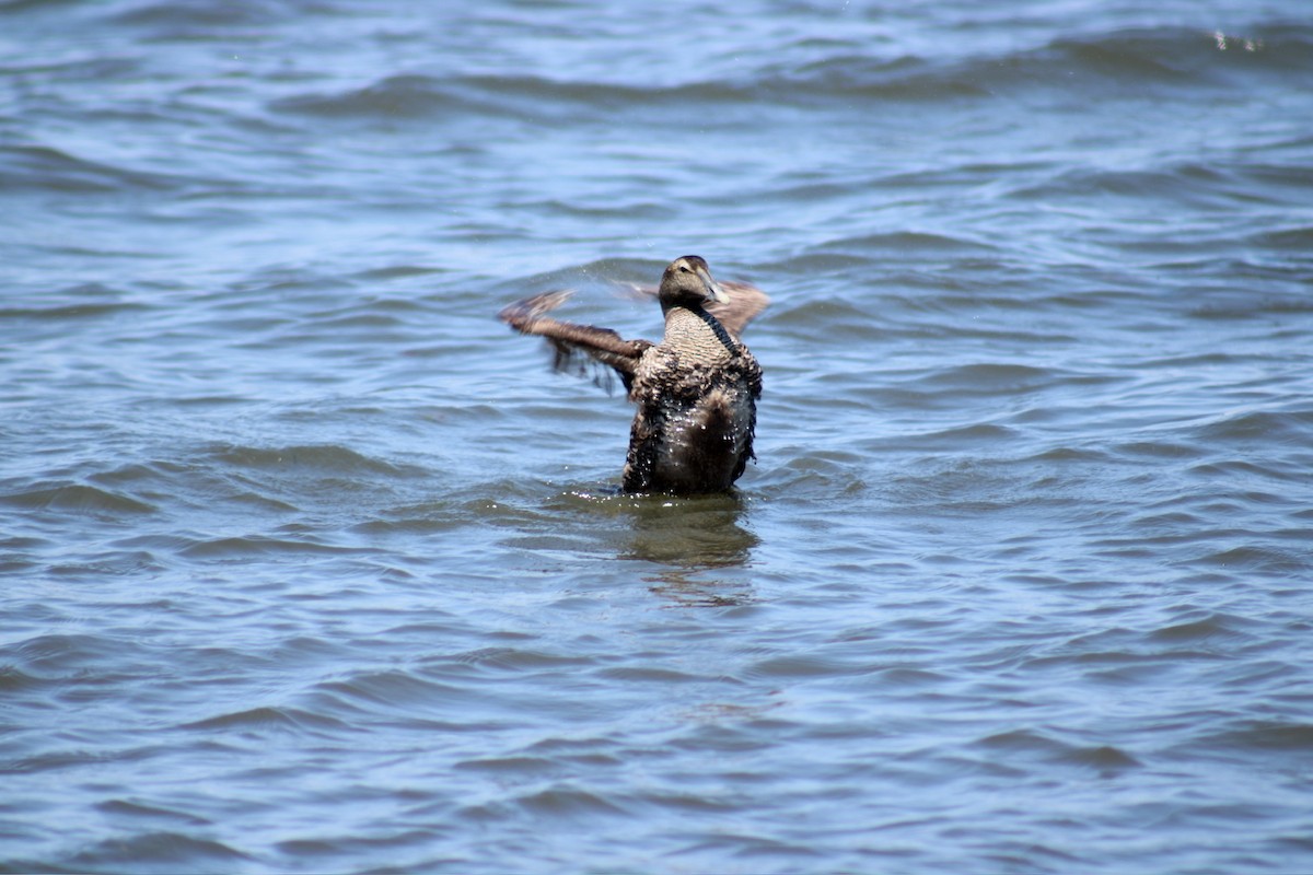 Common Eider - Kelly Gaul