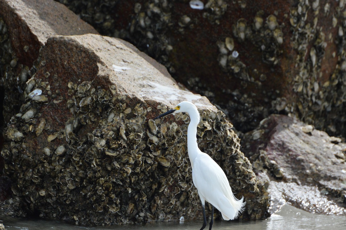 Snowy Egret - ML619654639