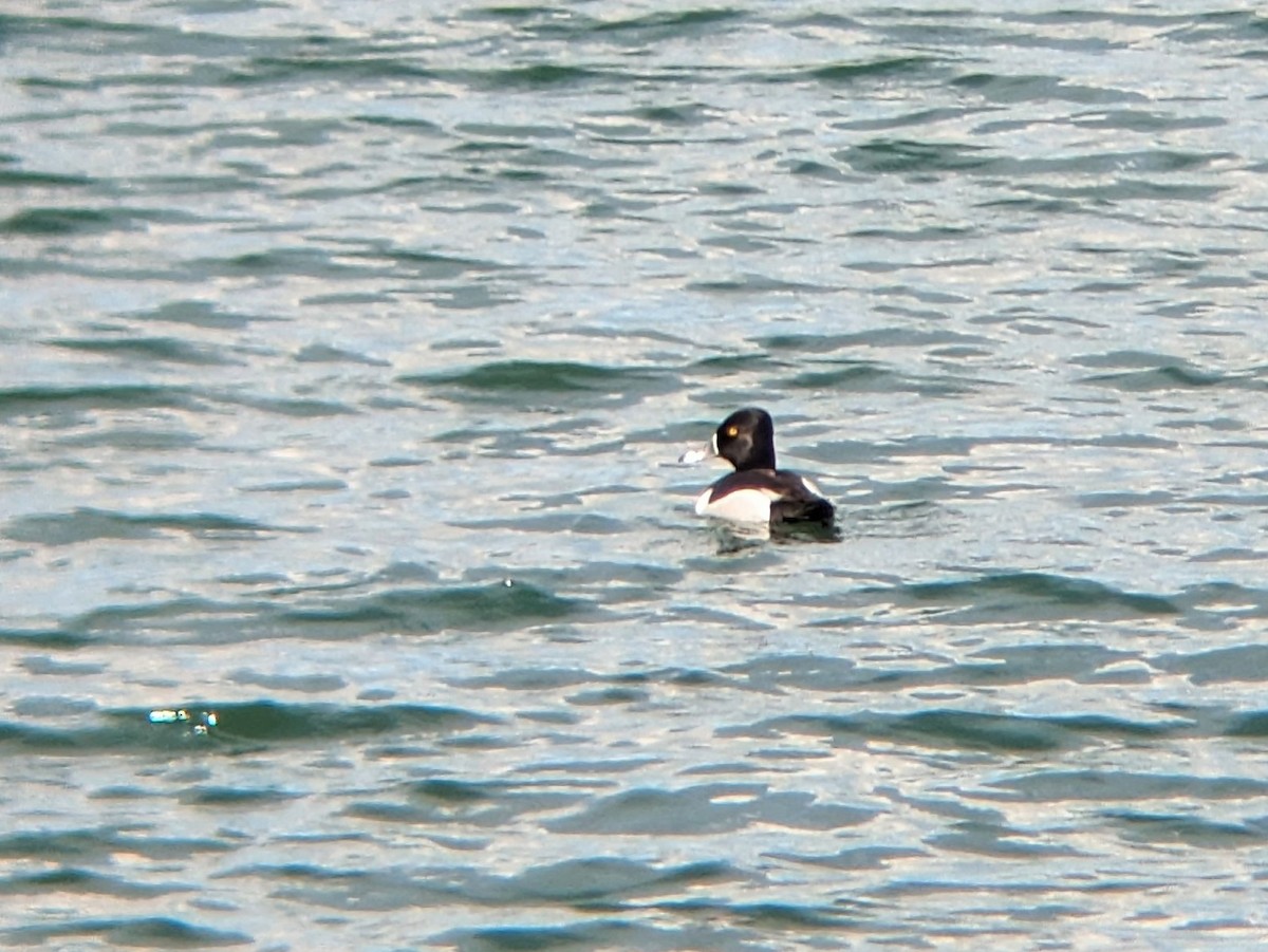 Ring-necked Duck - Reder Daughenbaugh