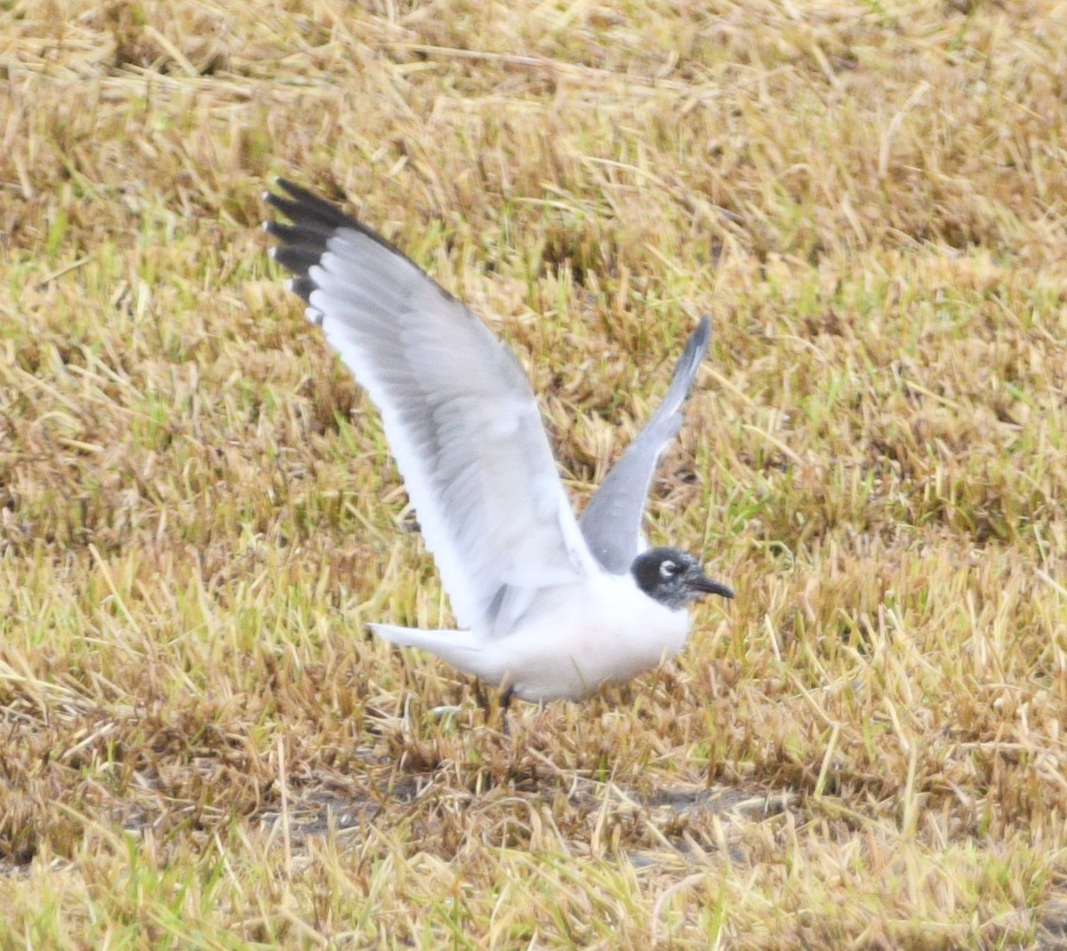 Franklin's Gull - Peter Olsoy