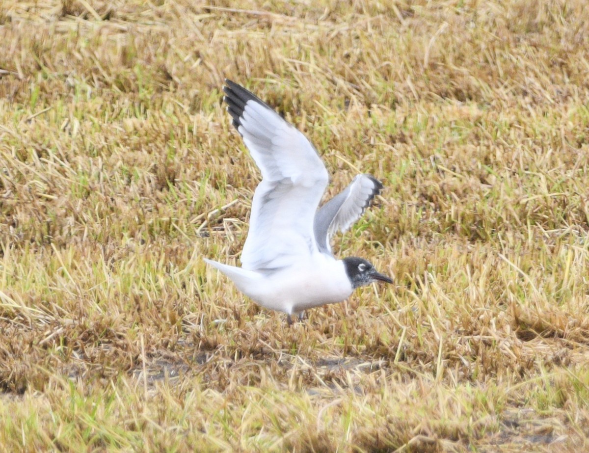 Franklin's Gull - Peter Olsoy
