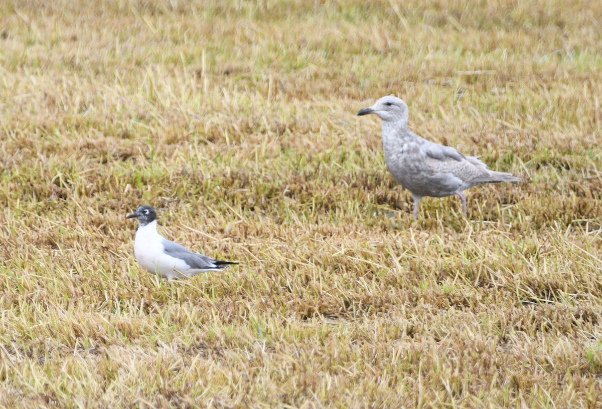 Franklin's Gull - Peter Olsoy