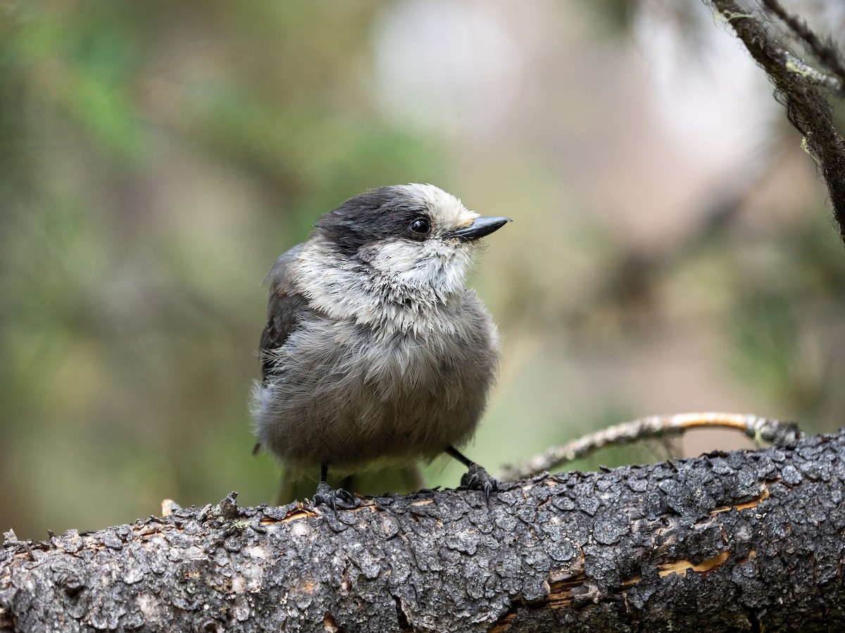 Canada Jay - Michael Dockery