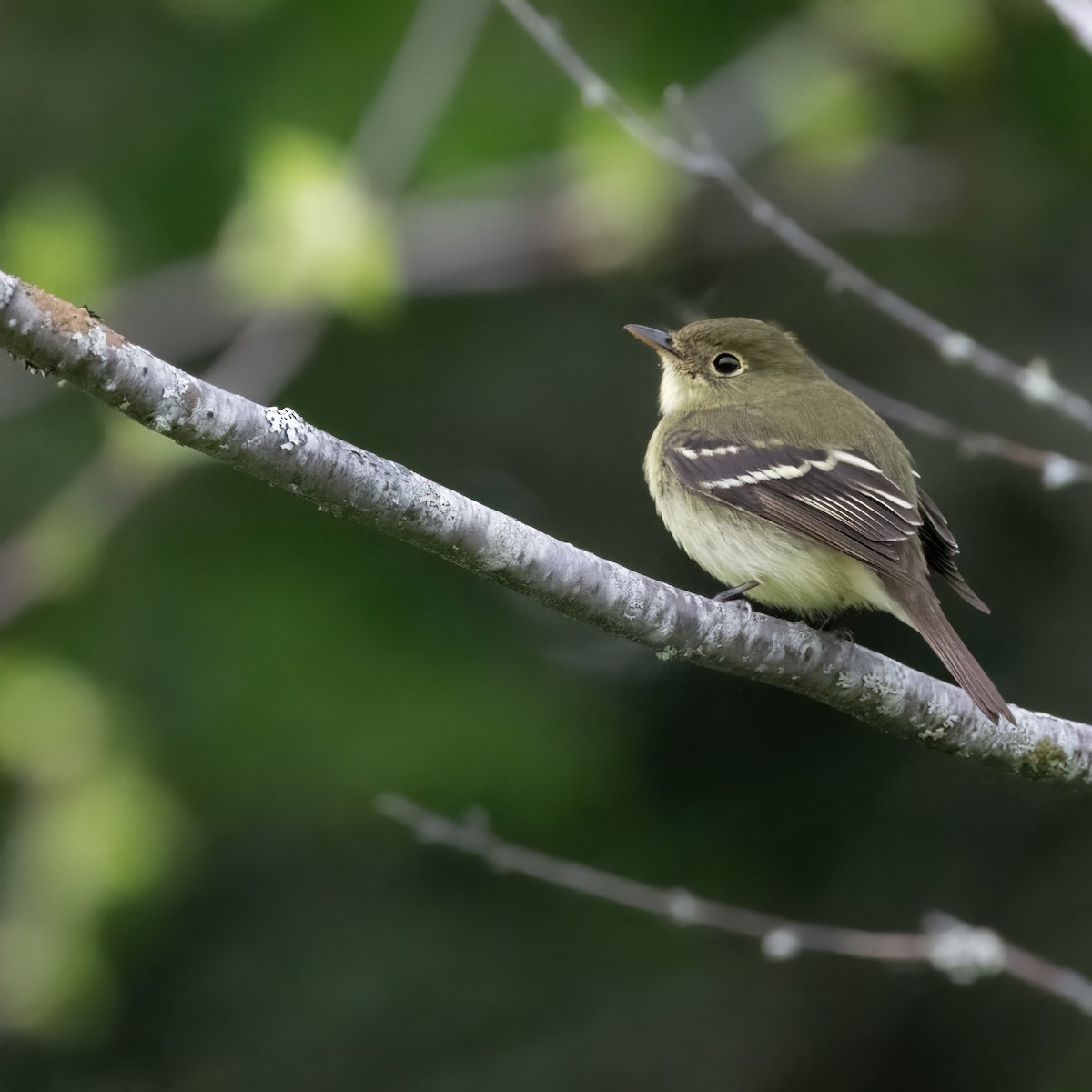 Yellow-bellied Flycatcher - Christine Pelletier et (Claude St-Pierre , photos)