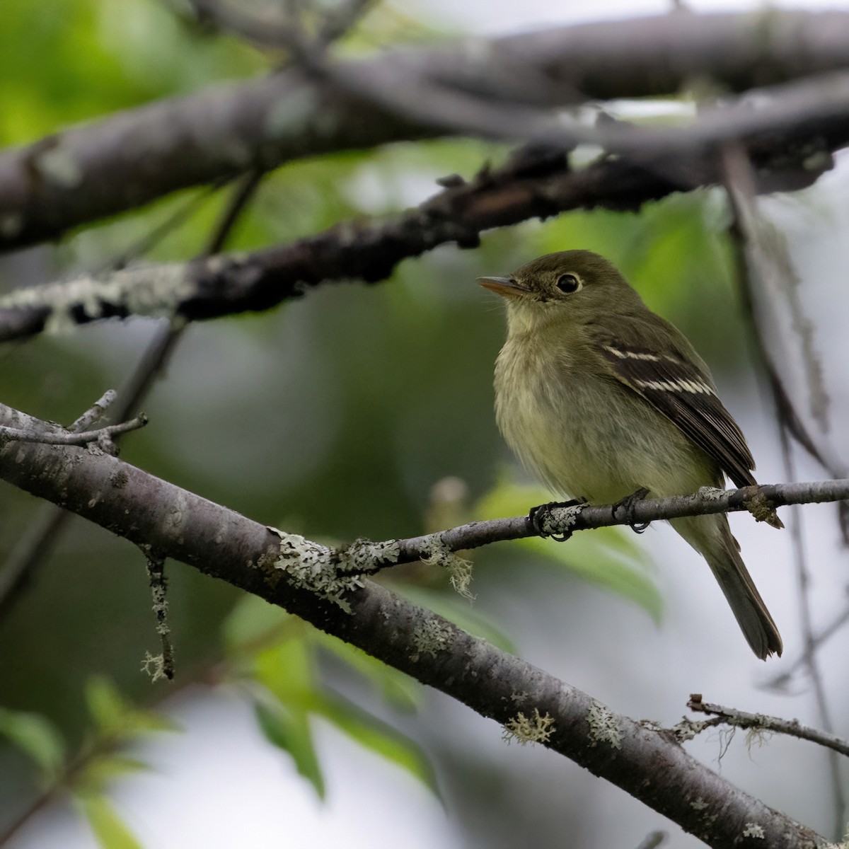 Yellow-bellied Flycatcher - Christine Pelletier et (Claude St-Pierre , photos)