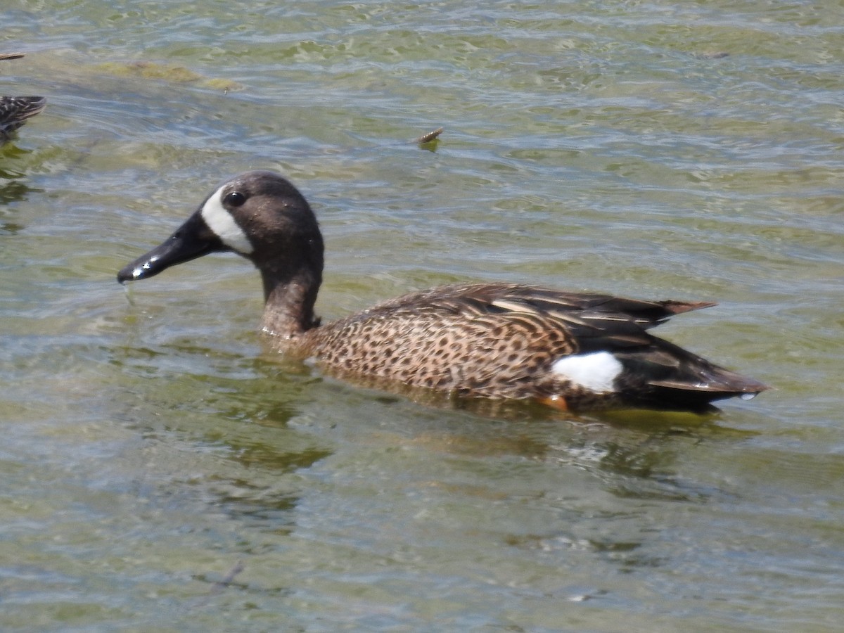 Blue-winged Teal - Becky Boley