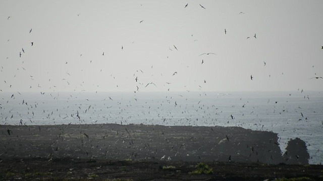 Paíño de Galápagos - ML619654706