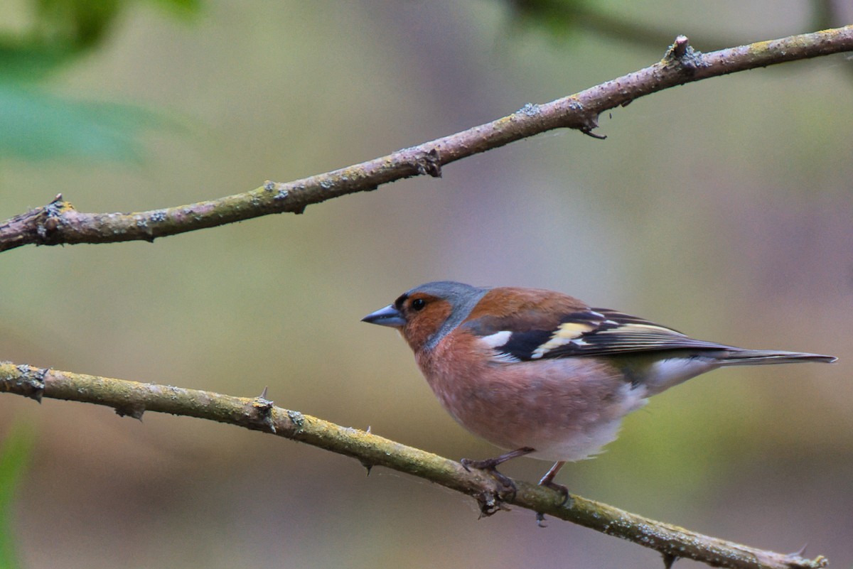 Common Chaffinch - Donald Fullmer