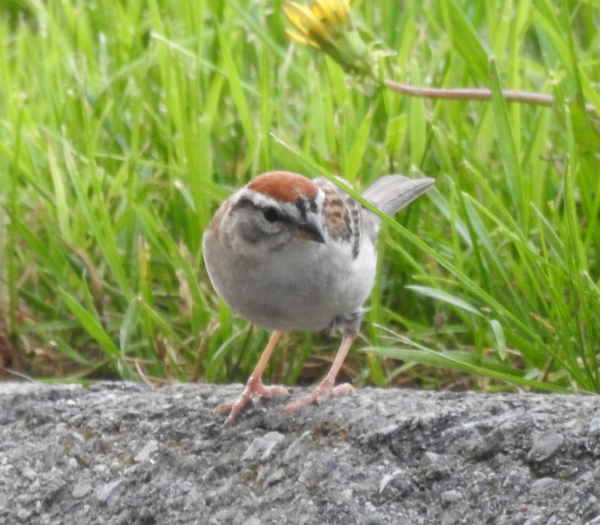 Chipping Sparrow - Ed Escalante