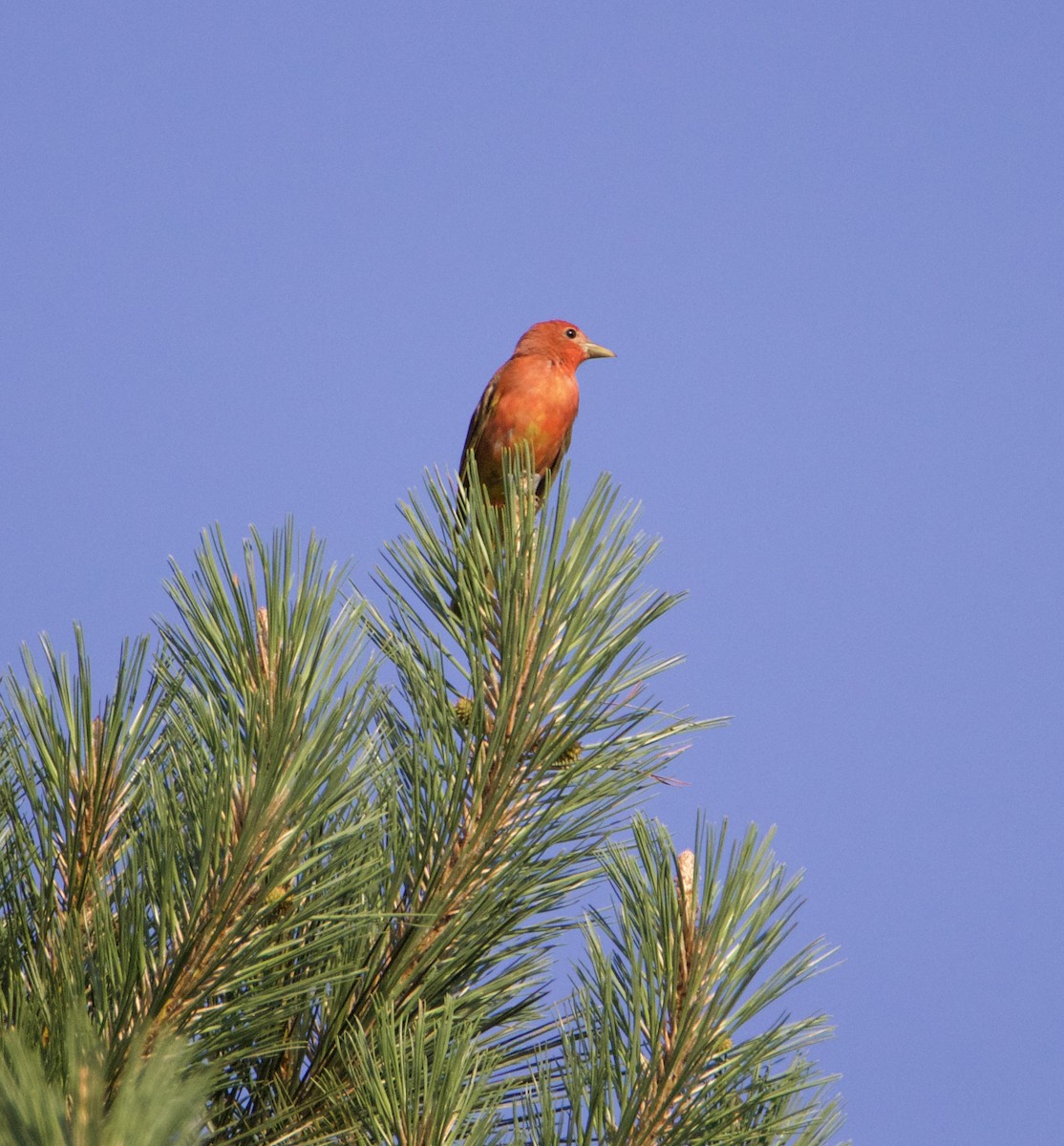 Summer Tanager - ML619654713