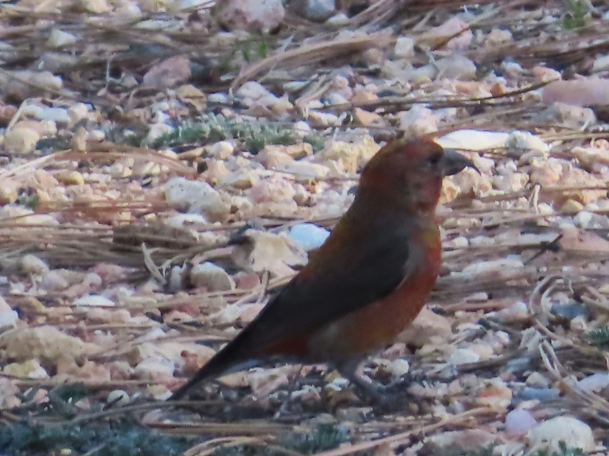 Red Crossbill - Ursula  Mitra