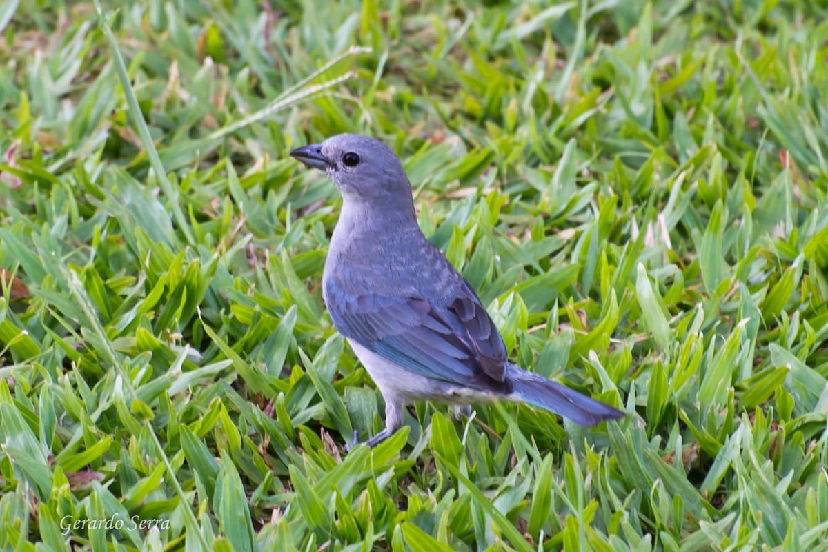 Sayaca Tanager - Gerardo Serra