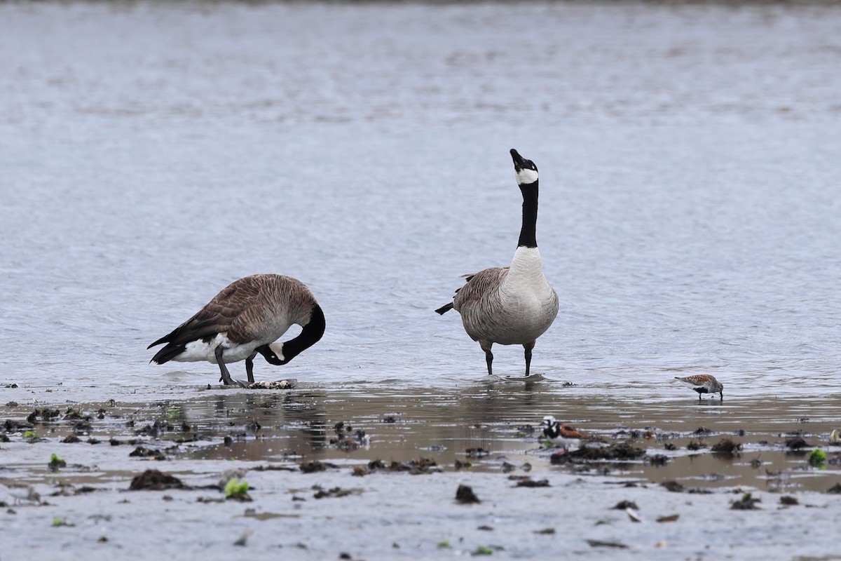 Canada Goose - Darcy Pinotti