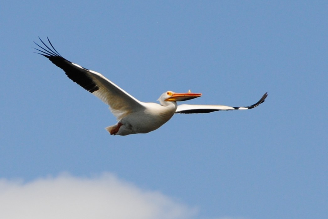 American White Pelican - Lydia Ross