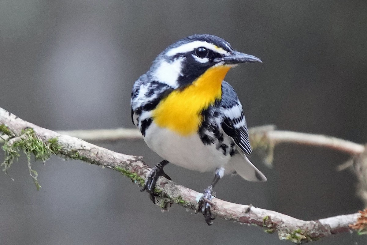 Yellow-throated Warbler - Robert Goss