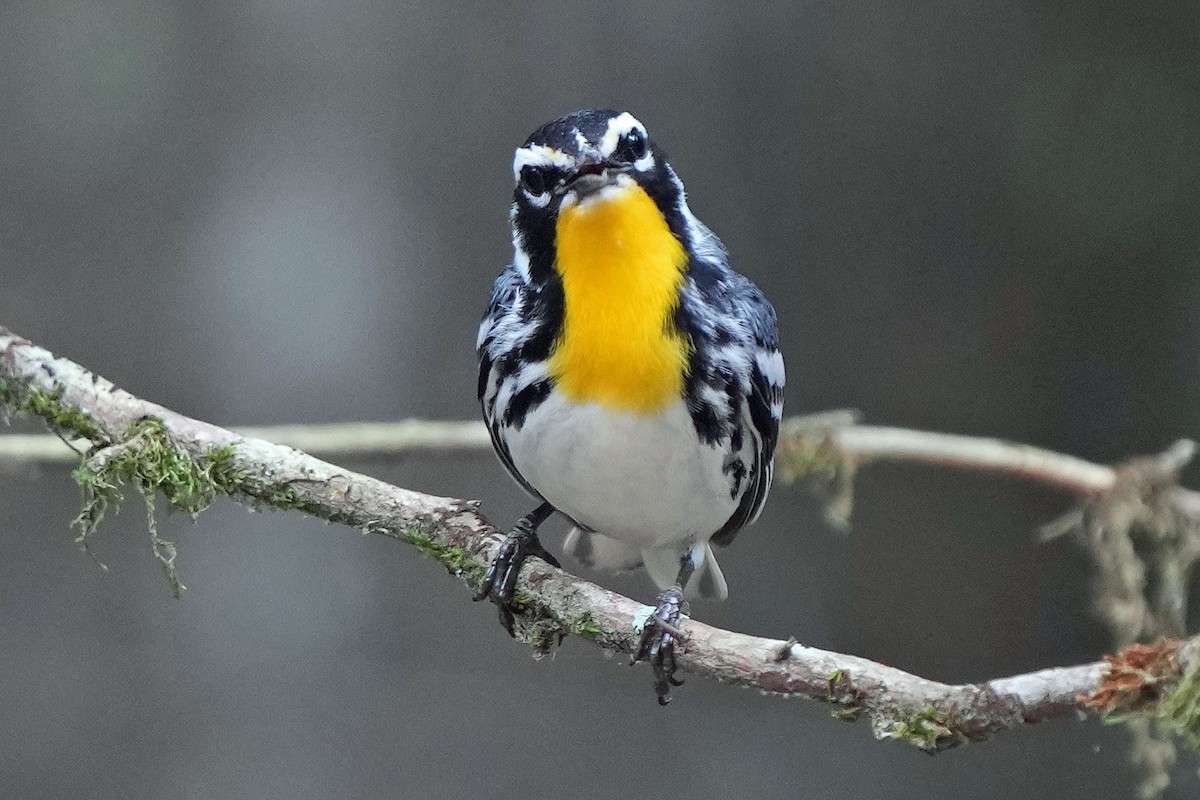 Yellow-throated Warbler - Robert Goss