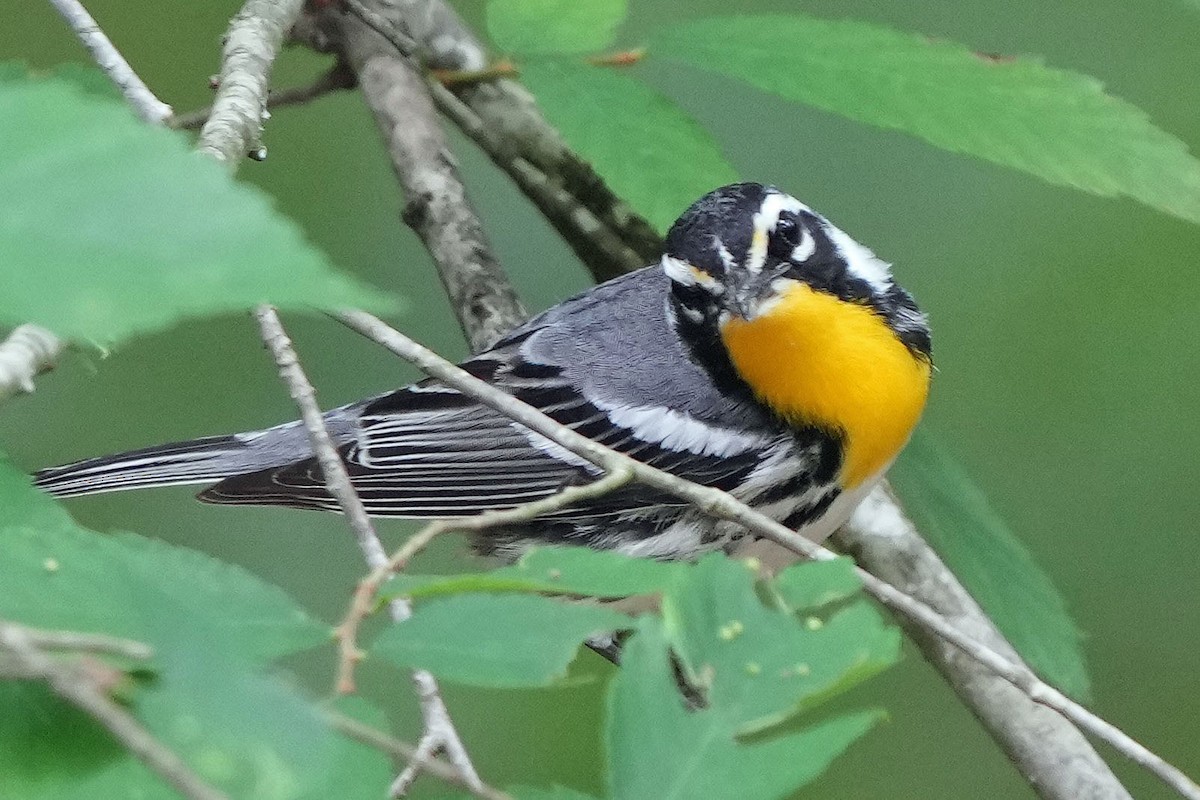 Yellow-throated Warbler - Robert Goss