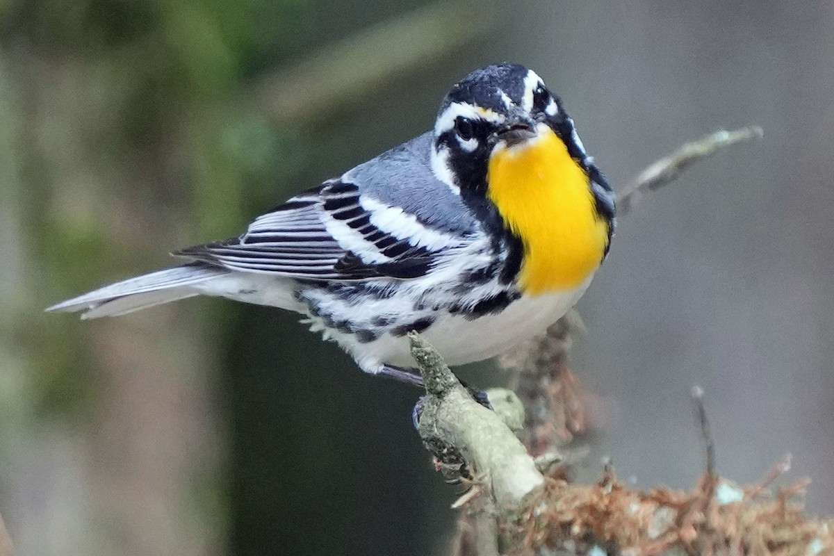 Yellow-throated Warbler - Robert Goss