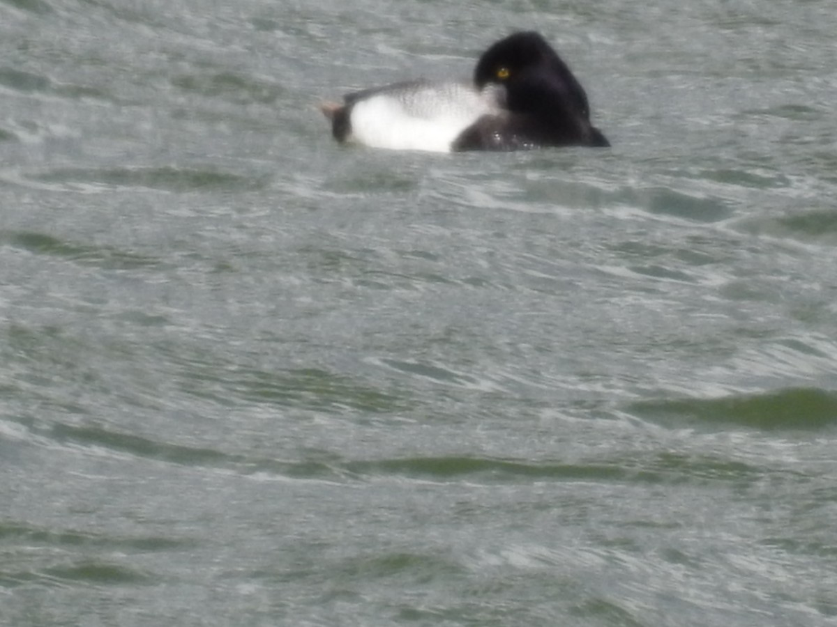 Lesser Scaup - Becky Boley