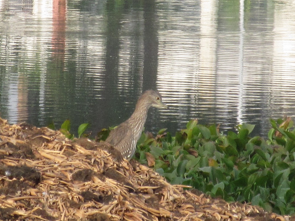 Black-crowned Night Heron - Amitesh Rana