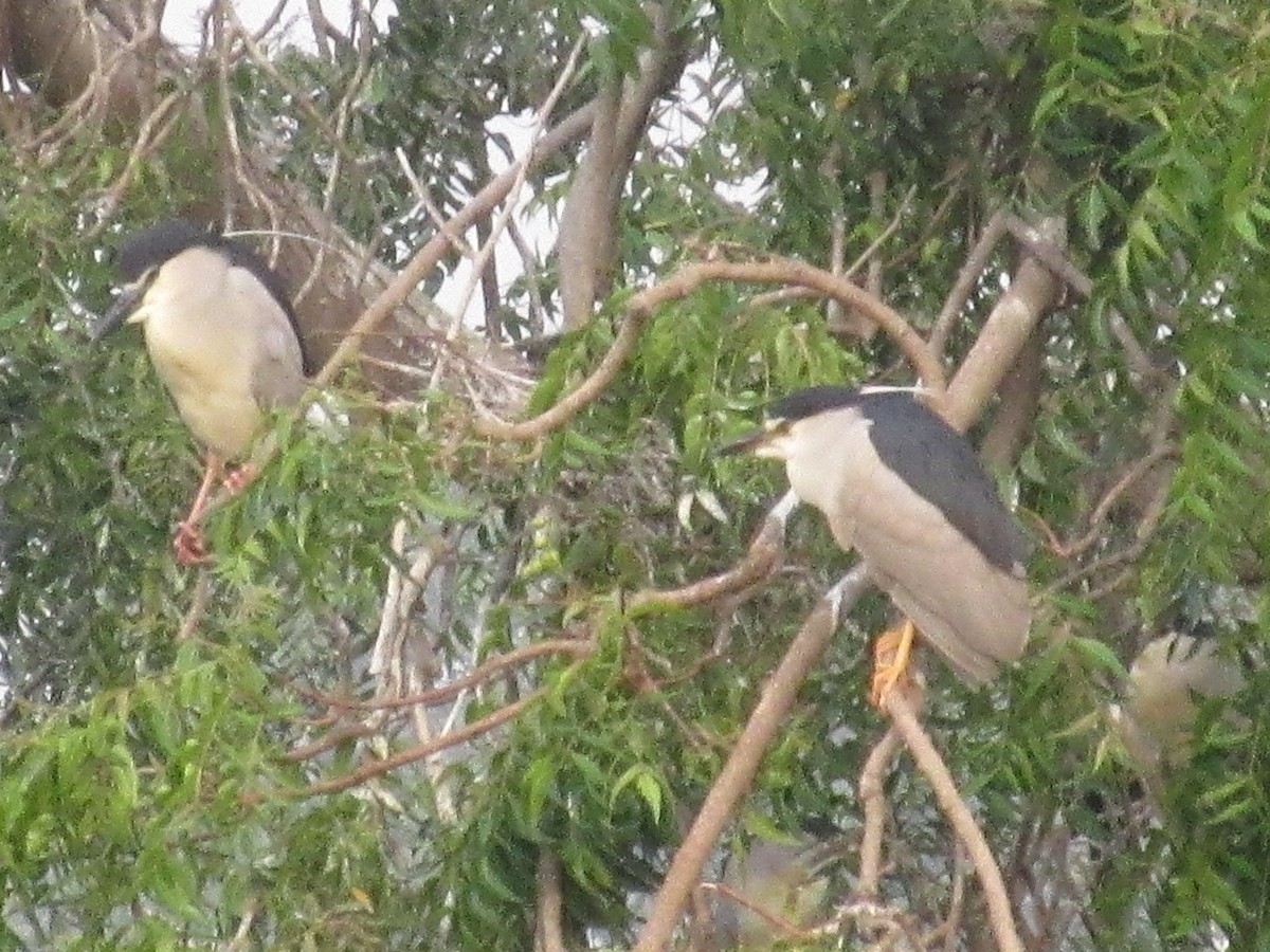 Black-crowned Night Heron - Amitesh Rana