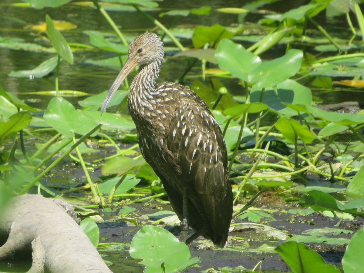 Limpkin - Joel Jacobson