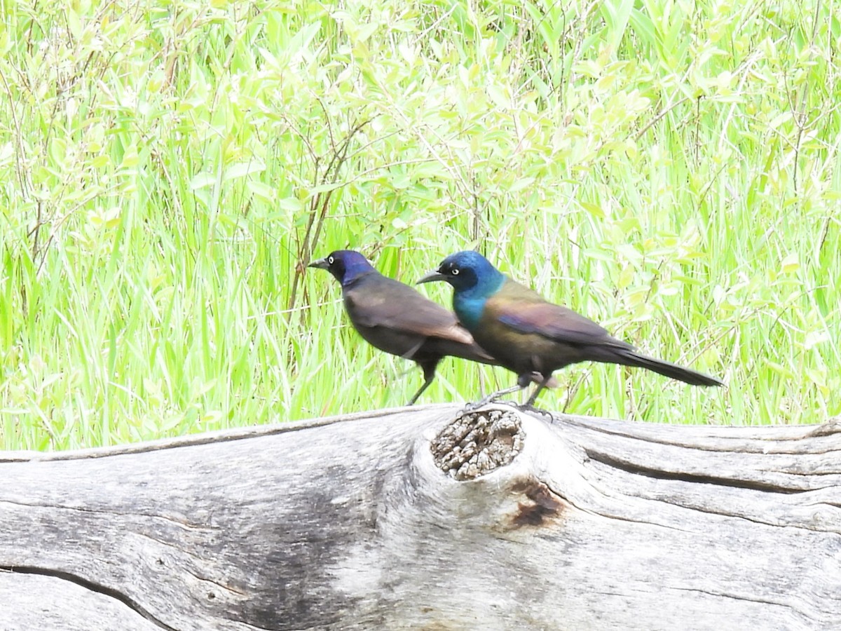 Common Grackle - Pam Hawkes