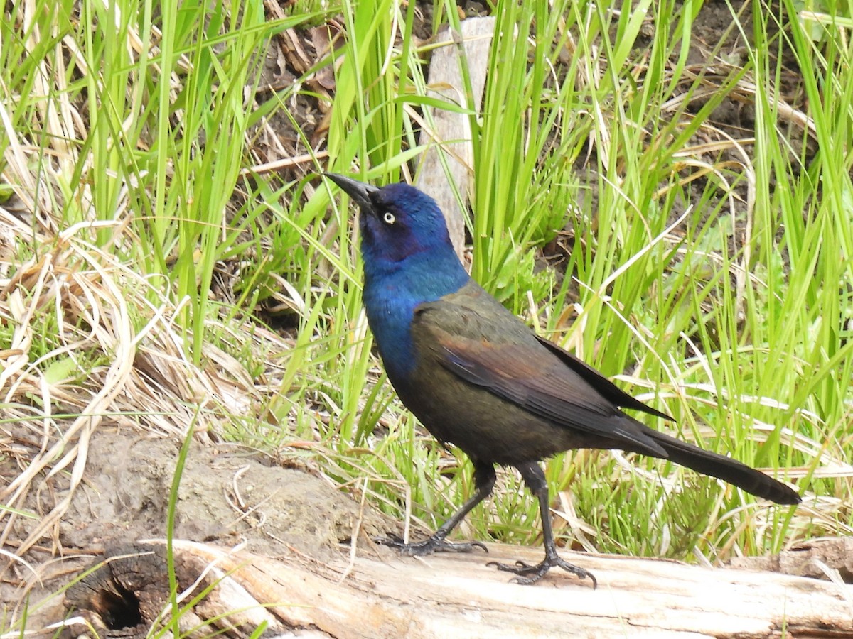 Common Grackle - Pam Hawkes