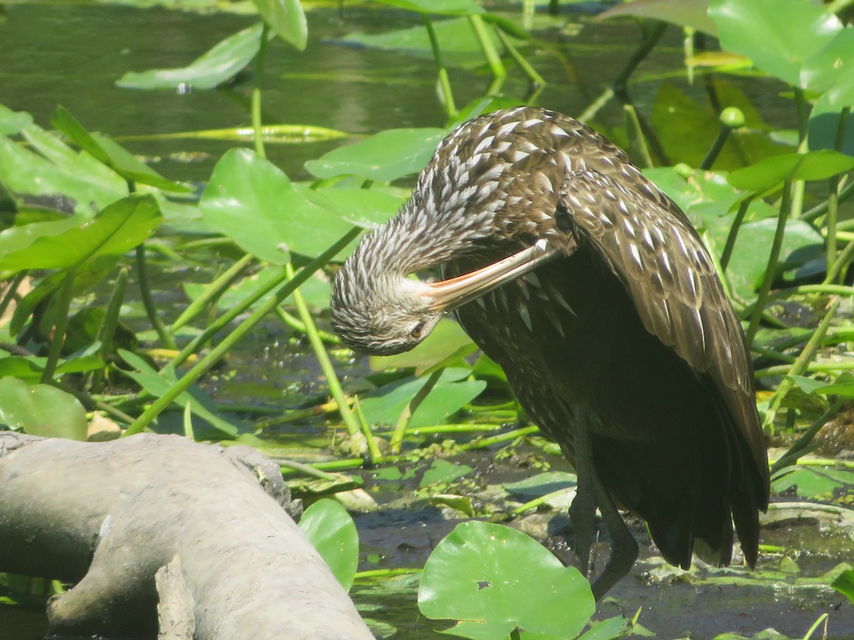 Limpkin - Joel Jacobson