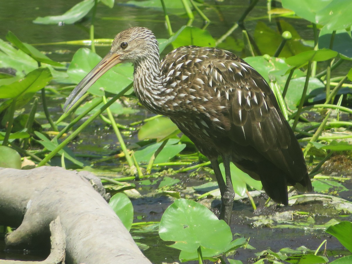 Limpkin - ML619654755