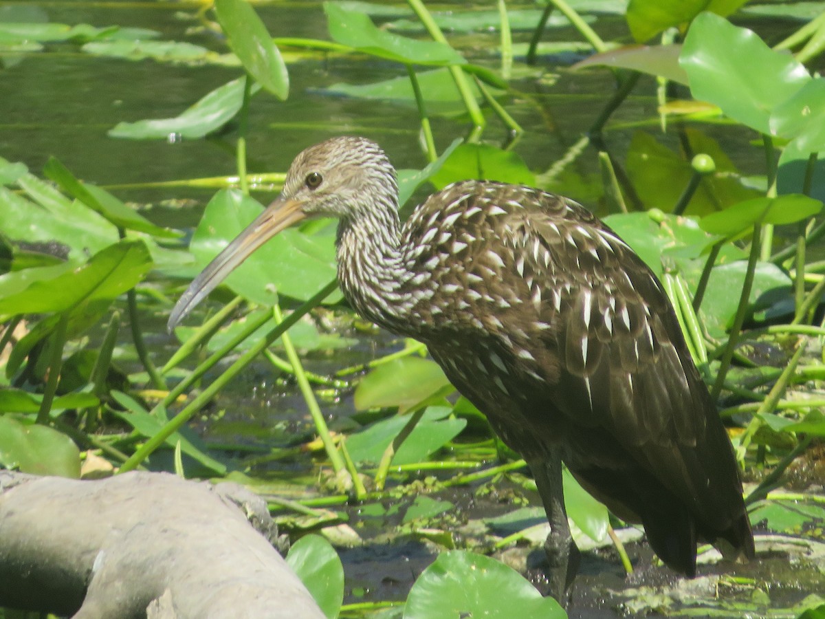 Limpkin - Joel Jacobson