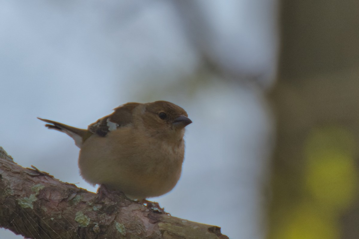 Common Chaffinch - Donald Fullmer